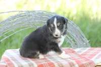 Blake, a male Australian Shepherd and Border Collie for sale in Loma, CO – 2 of 3