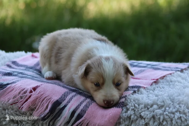 Fern – Australian Shepherd, Border Collie puppy for sale in Loma, CO