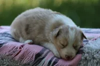 Fern, a female Australian Shepherd and Border Collie for sale in Loma, CO – 2 of 4