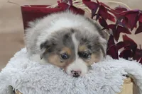 Annie, a female Australian Shepherd and Border Collie for sale in Loma, CO – 5 of 5