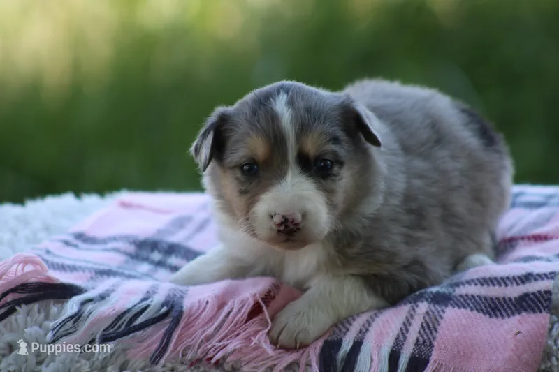 Annie – Australian Shepherd, Border Collie puppy for sale in Loma, CO