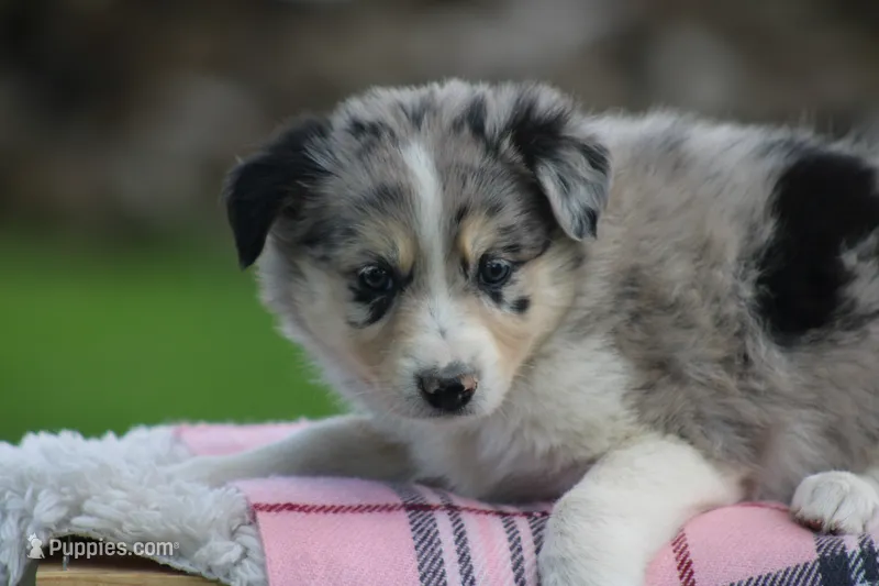 Sage – Australian Shepherd, Border Collie puppy for sale in Loma, CO