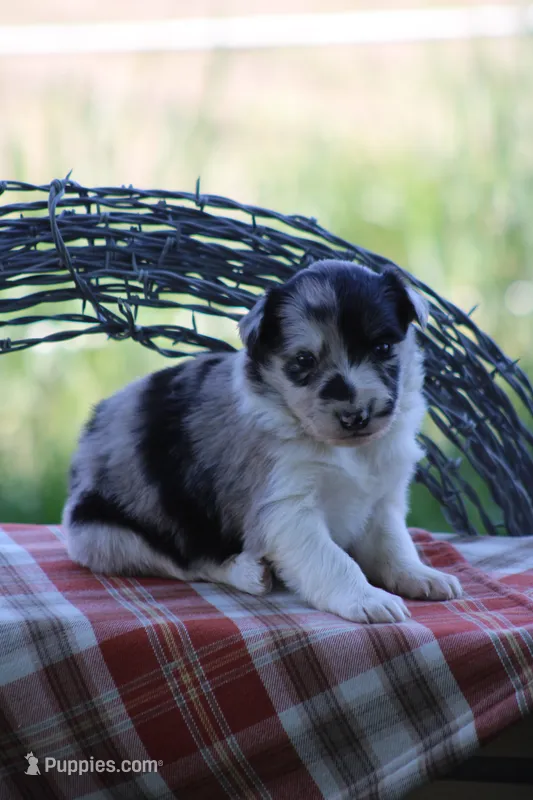 Ty – Australian Shepherd, Border Collie puppy for sale in Loma, CO