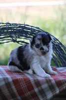 Ty, a male Australian Shepherd and Border Collie for sale in Loma, CO – 1 of 8