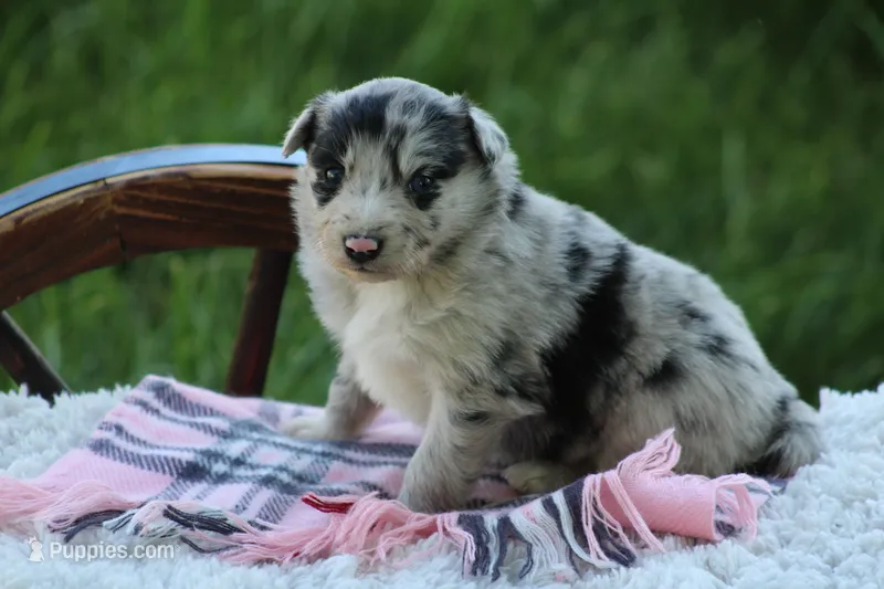 Trudy – Australian Shepherd, Border Collie puppy for sale in Loma, CO