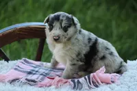 Trudy, a female Australian Shepherd and Border Collie for sale in Loma, CO – 1 of 4