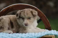 Jack, a male Australian Shepherd and Border Collie for sale in Loma, CO – 4 of 6