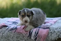 Annie, a female Australian Shepherd and Border Collie for sale in Loma, CO – 5 of 8