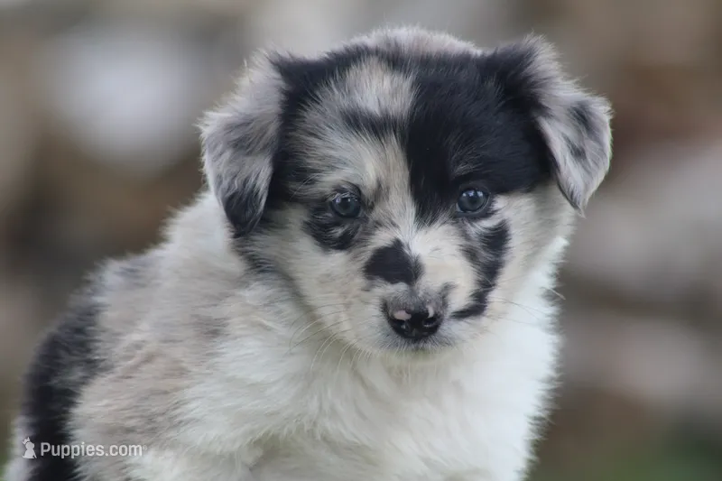 Ty – Australian Shepherd, Border Collie puppy for sale in Loma, CO