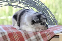 Ty, a male Australian Shepherd and Border Collie for sale in Loma, CO – 3 of 8