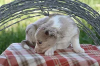 Jack, a male Australian Shepherd and Border Collie for sale in Loma, CO – 8 of 8