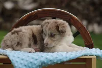 Jack, a male Australian Shepherd and Border Collie for sale in Loma, CO – 2 of 6