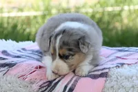 Annie, a female Australian Shepherd and Border Collie for sale in Loma, CO – 8 of 8