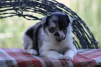 Ty, a male Australian Shepherd and Border Collie for sale in Loma, CO – 2 of 8