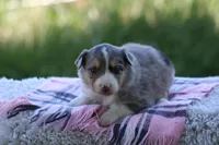 Annie, a female Australian Shepherd and Border Collie for sale in Loma, CO – 3 of 8