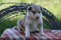 Jack, a male Australian Shepherd and Border Collie for sale in Loma, CO – 4 of 8