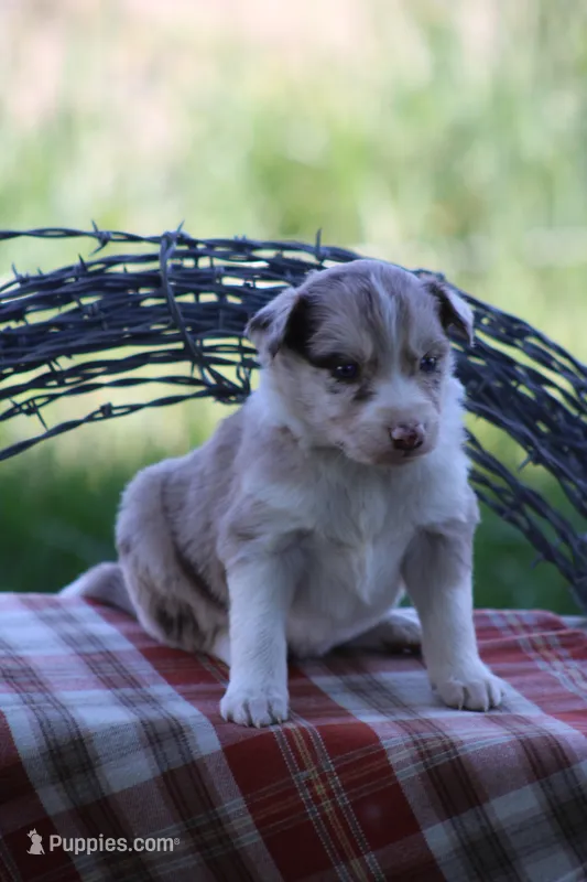 Jack – Australian Shepherd, Border Collie puppy for sale in Loma, CO