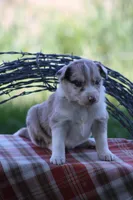 Jack, a male Australian Shepherd and Border Collie for sale in Loma, CO – 1 of 8