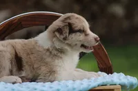 Jack, a male Australian Shepherd and Border Collie for sale in Loma, CO – 6 of 6