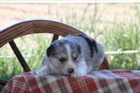 Sage, a female Australian Shepherd and Border Collie for sale in Loma, CO – 7 of 7