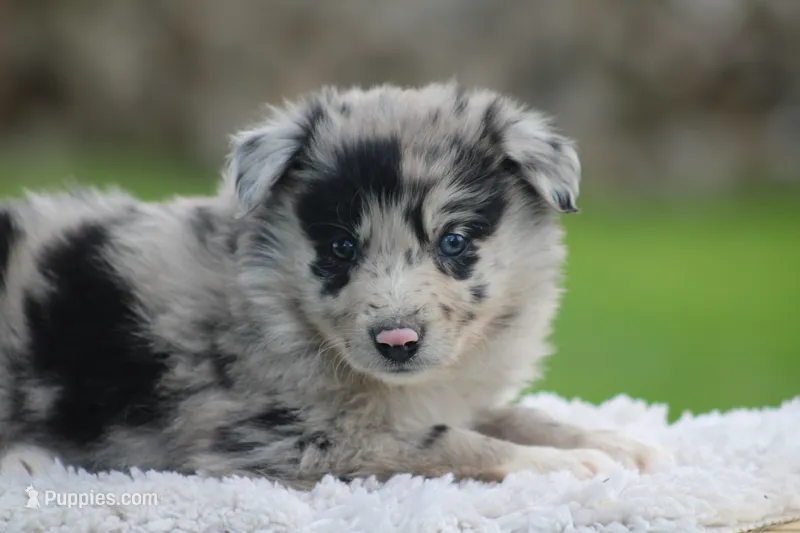 Trudy – Australian Shepherd, Border Collie puppy for sale in Loma, CO