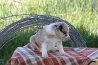 Jack, a male Australian Shepherd and Border Collie for sale in Loma, CO – 6 of 8