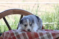 Sage, a female Australian Shepherd and Border Collie for sale in Loma, CO – 5 of 7