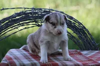 Jack, a male Australian Shepherd and Border Collie for sale in Loma, CO – 3 of 8