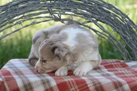 Jack, a male Australian Shepherd and Border Collie for sale in Loma, CO – 7 of 8