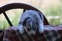 Sage, a female Australian Shepherd and Border Collie for sale in Loma, CO – 2 of 7