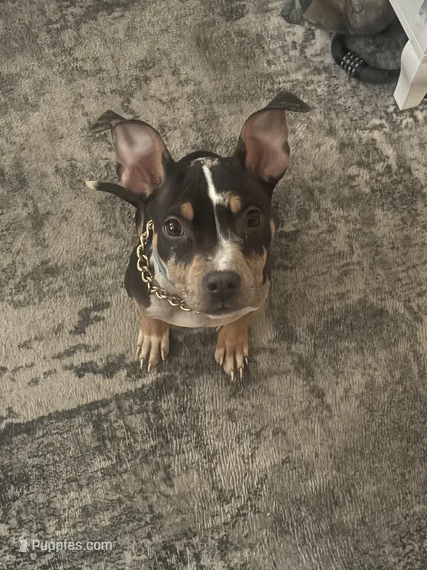 Havoc – American Bully puppy for sale in Hartford, IL