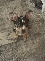 Havoc, a male American Bully for sale in Hartford, IL – Photo 1 of 6