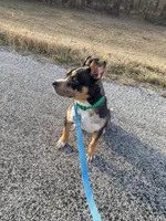 Havoc, a male American Bully for sale in Hartford, IL – Photo 4 of 6