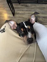 Havoc, a male American Bully for sale in Hartford, IL – Photo 3 of 6