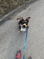 Havoc, a male American Bully for sale in Hartford, IL – Photo 6 of 6
