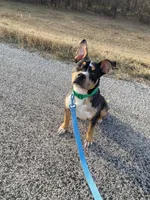Havoc, a male American Bully for sale in Hartford, IL – Photo 5 of 6