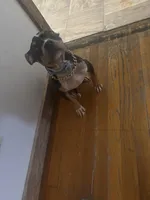 Havoc, a male American Bully for sale in Hartford, IL – Photo 2 of 6