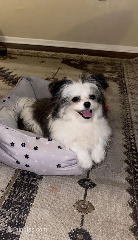 Chanel – Shiranian puppy for sale in Grand Prairie, TX