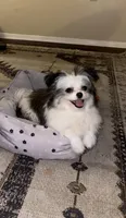 Chanel, a female Shiranian for sale in Grand Prairie, TX – 1 of 2