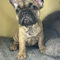 Luna HOLIDAY SALE!!!, a female French Bulldog for sale in New Haven, CT – Photo 3 of 4