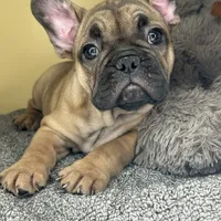 Luna HOLIDAY SALE!!!, a female French Bulldog for sale in New Haven, CT – Photo 2 of 4
