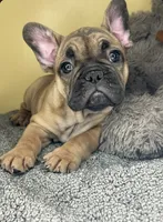 Luna HOLIDAY SALE!!!, a female French Bulldog for sale in New Haven, CT – Photo 1 of 5