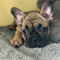 Luna HOLIDAY SALE!!!, a female French Bulldog for sale in New Haven, CT – Photo 1 of 4