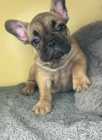 Luna HOLIDAY SALE!!!, a female French Bulldog for sale in New Haven, CT – Photo 3 of 5