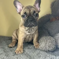 Luna HOLIDAY SALE!!!, a female French Bulldog for sale in New Haven, CT – Photo 4 of 4