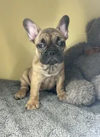 Luna HOLIDAY SALE!!!, a female French Bulldog for sale in New Haven, CT – Photo 5 of 5