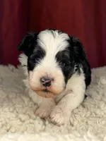 Flash, a male Shih Tzu for sale in New Haven, CT – Photo 2 of 7