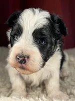 Flash, a male Shih Tzu for sale in New Haven, CT – Photo 1 of 7