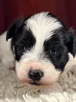 Flash, a male Shih Tzu for sale in New Haven, CT – Photo 6 of 7