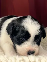 Flash, a male Shih Tzu for sale in New Haven, CT – Photo 4 of 7